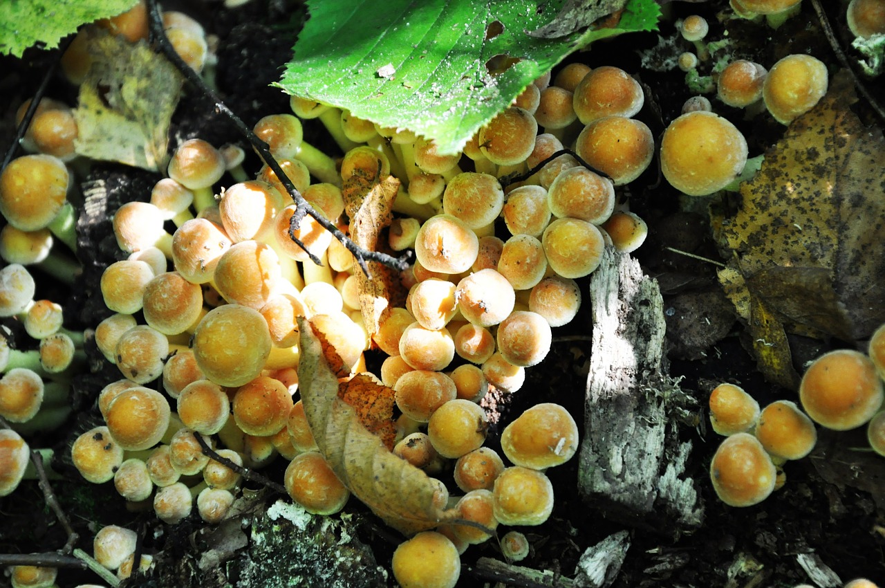 mushrooms trunk forest free photo