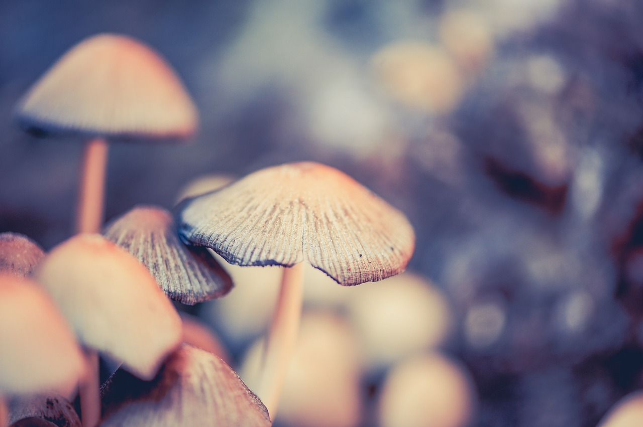 mushrooms forest floor screen fungus free photo