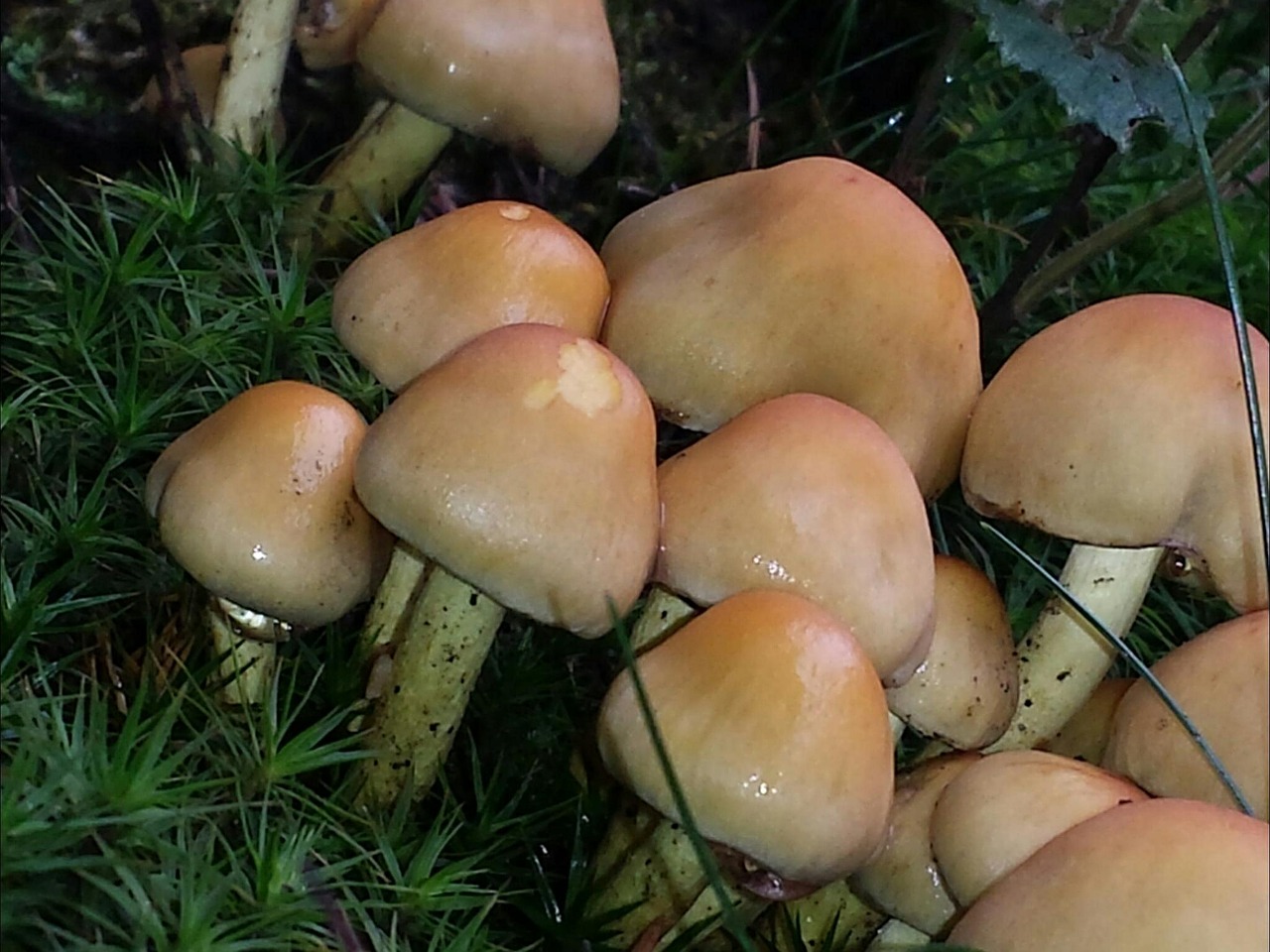 mushrooms autumn forest free photo