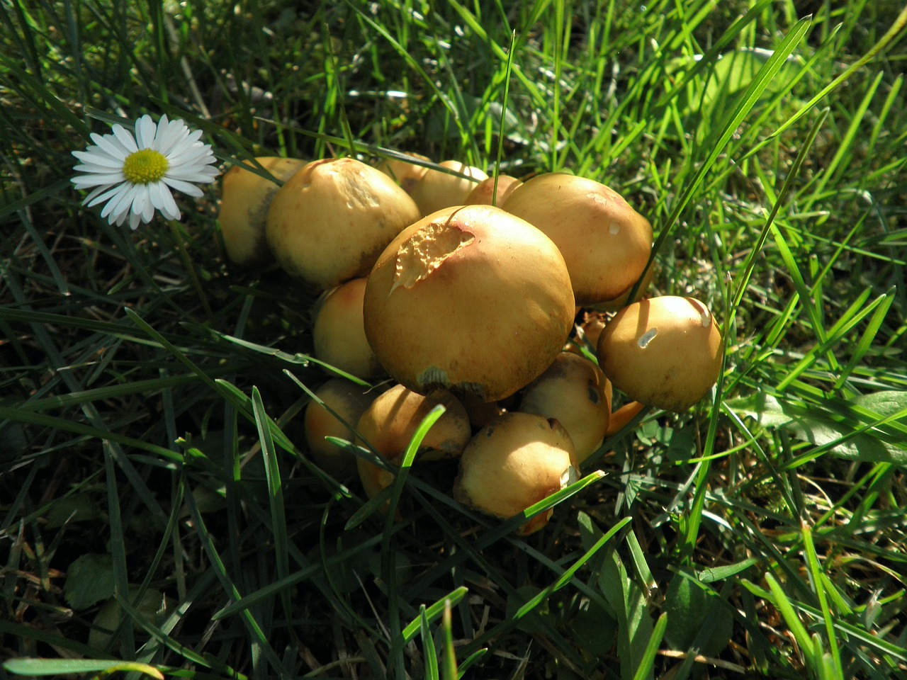 mushrooms yellow small free photo