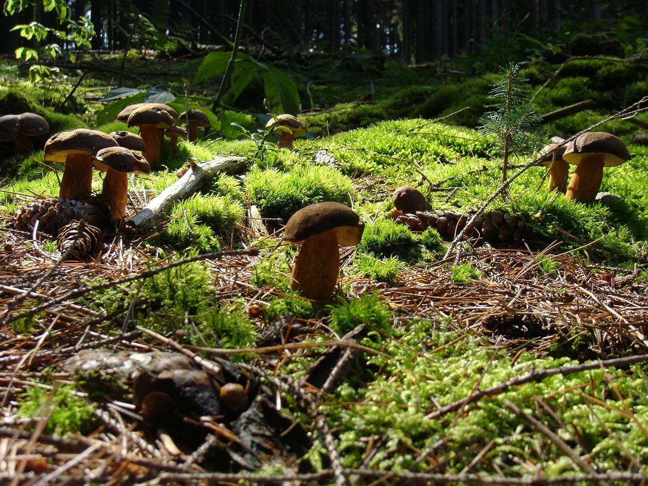 mushrooms chestnuts mushroom free photo