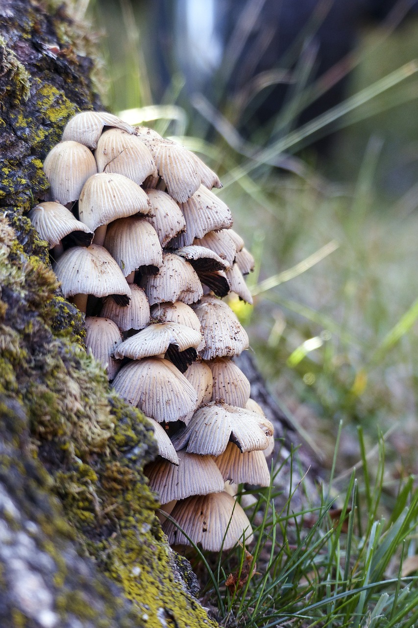 mushrooms cluster fungus free photo