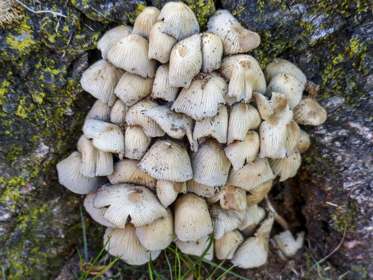 mushrooms cluster fungus free photo