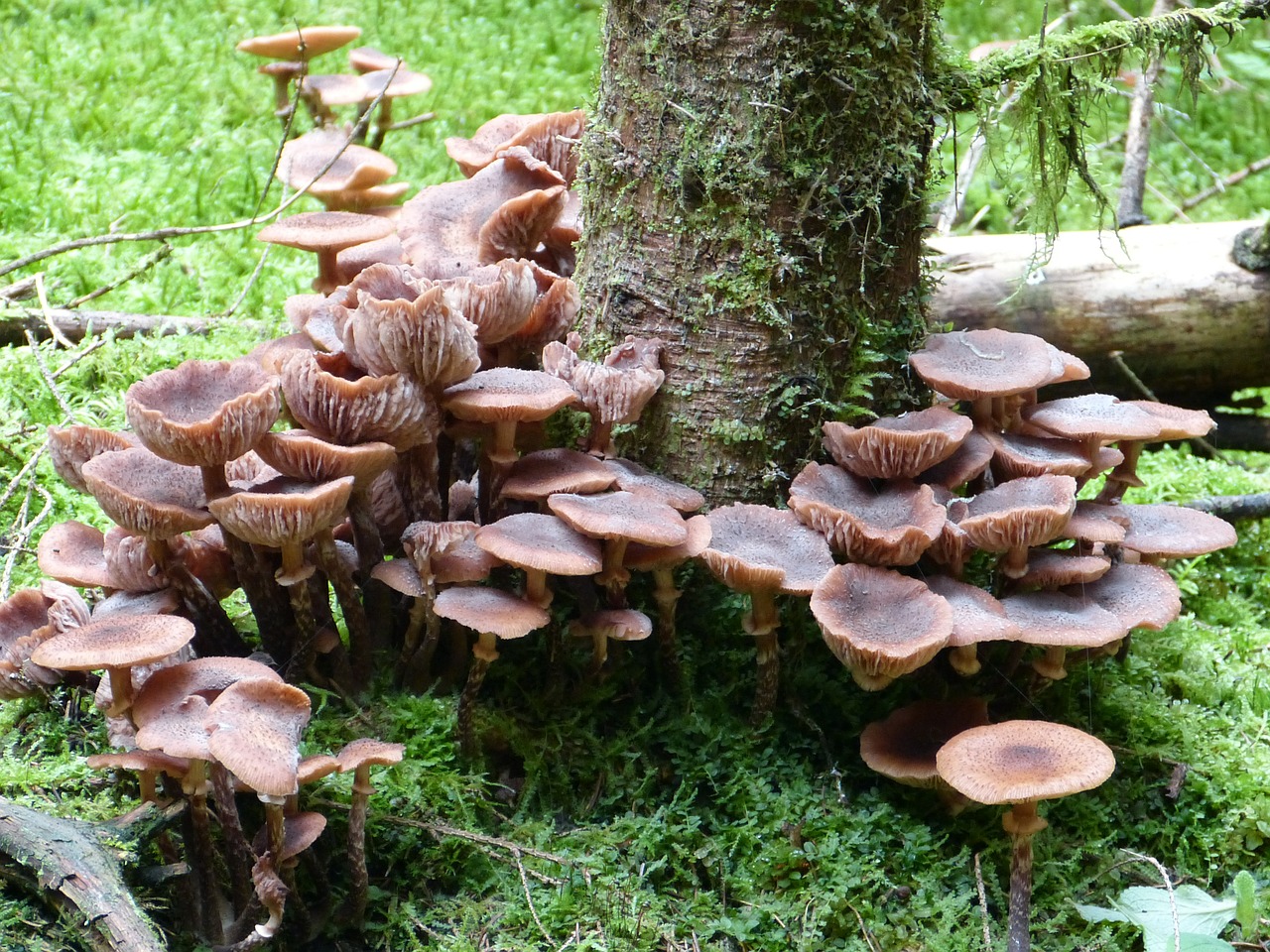 mushrooms autumn nature free photo