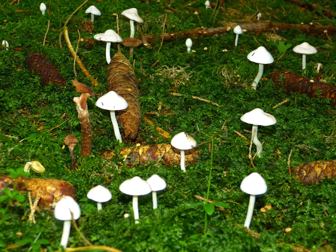 mushrooms white forest floor free photo
