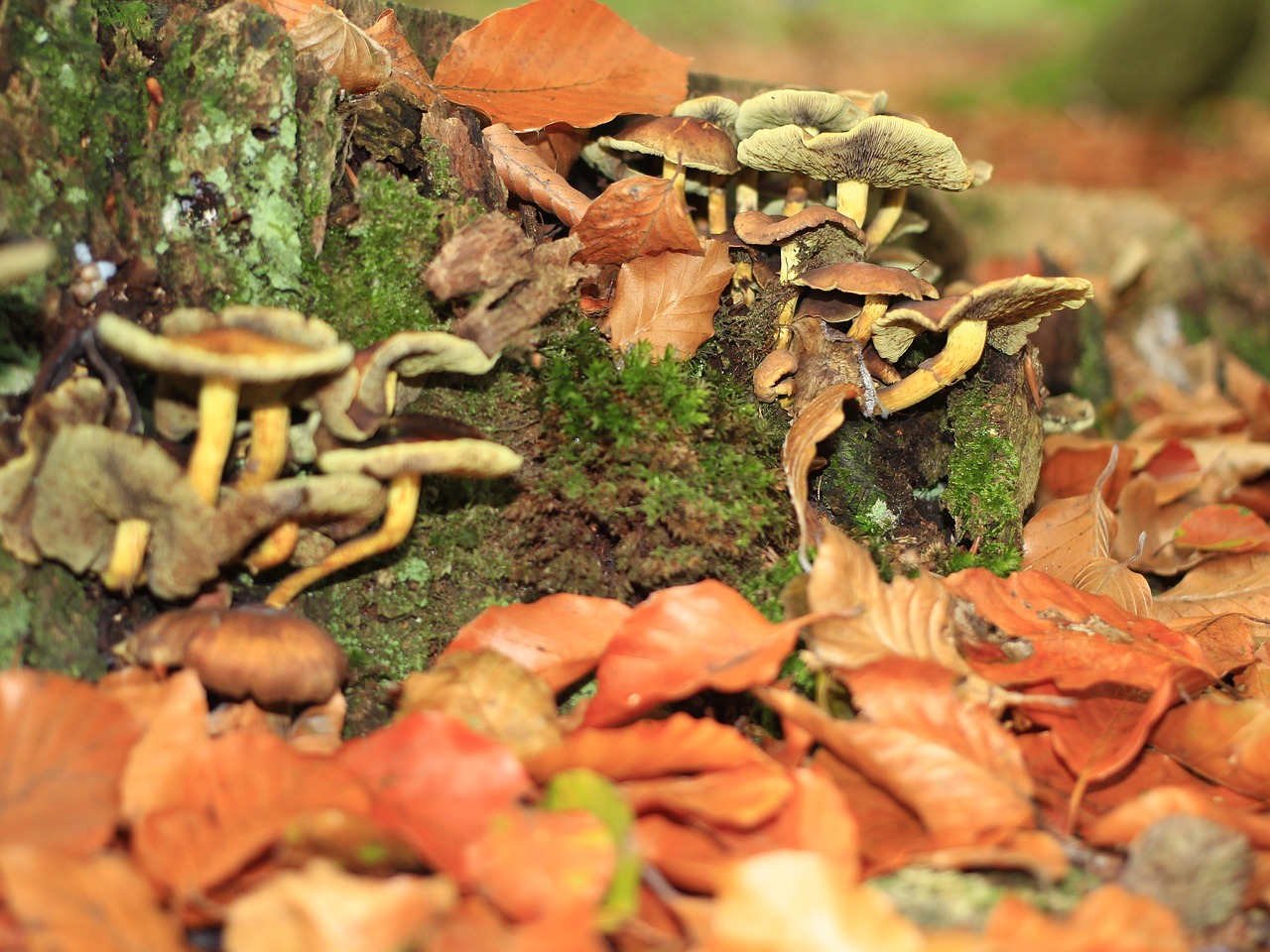 mushrooms forest leaves free photo