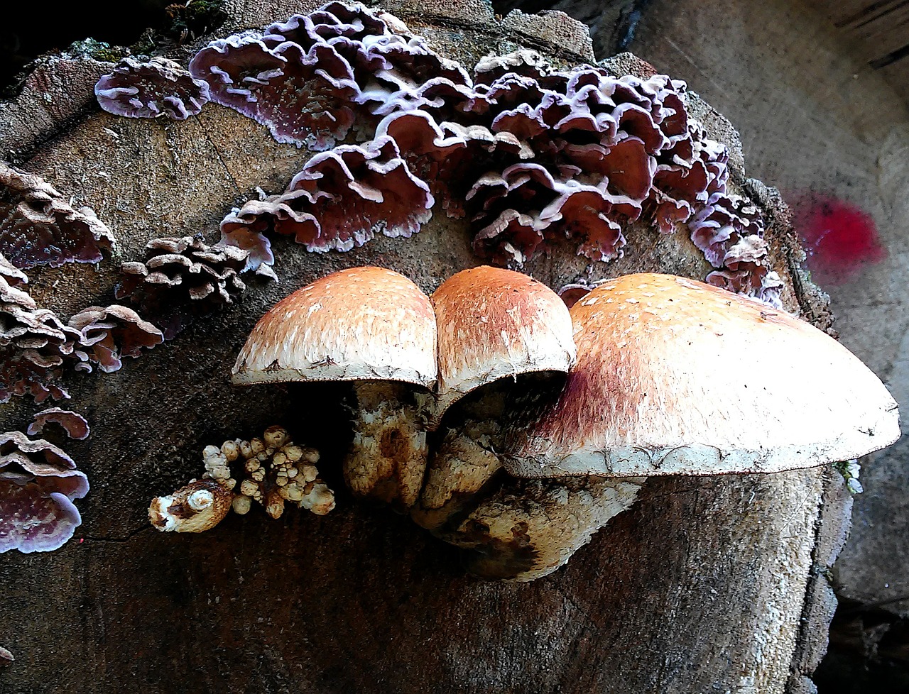 mushrooms autumn forest free photo