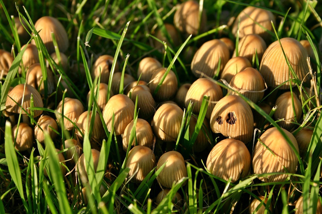 mushrooms nature meadow free photo