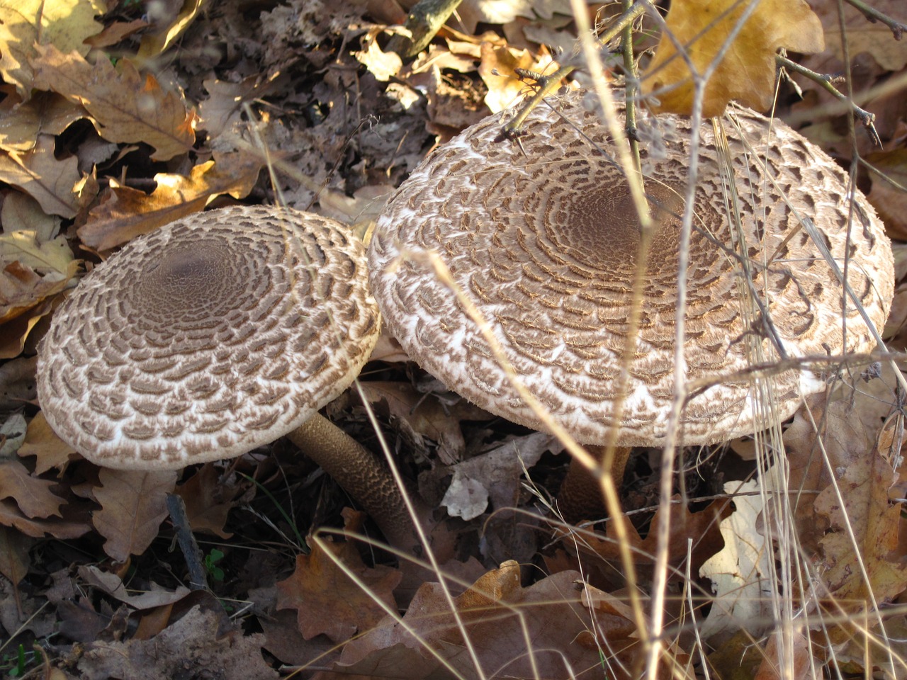 mushrooms forest wild free photo