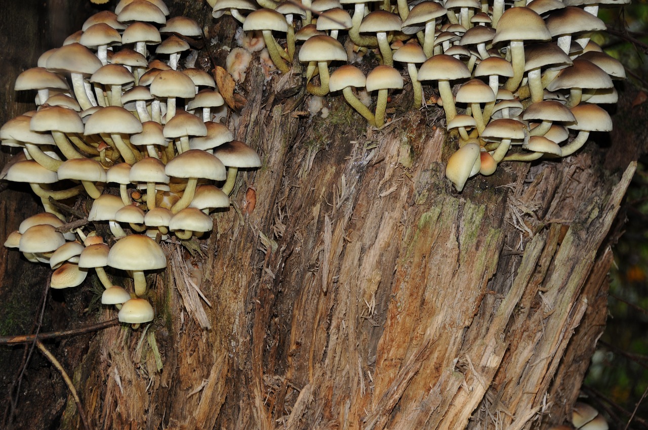 mushrooms tree stump decomposition free photo