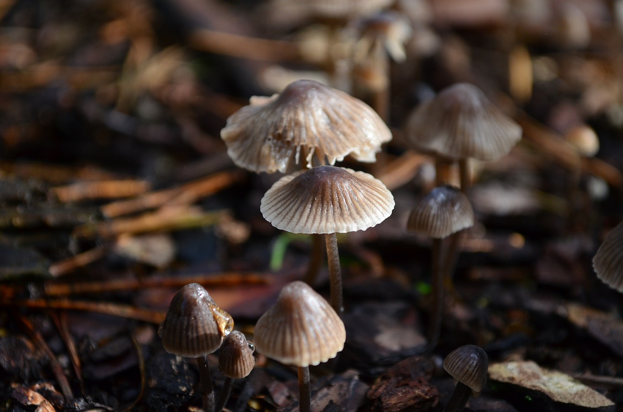 mushrooms forest floor nature free photo