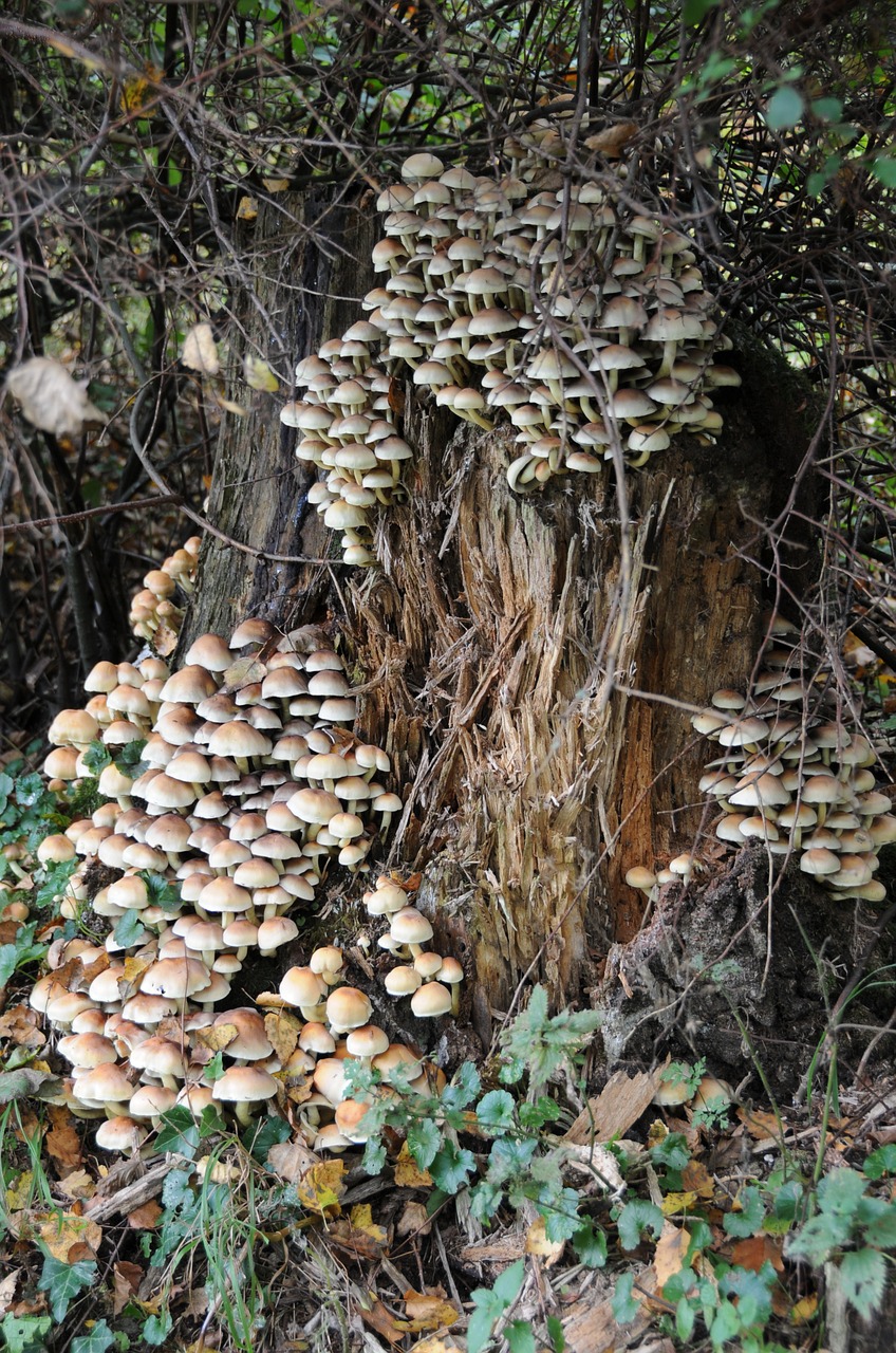 mushrooms tree stump decomposition free photo