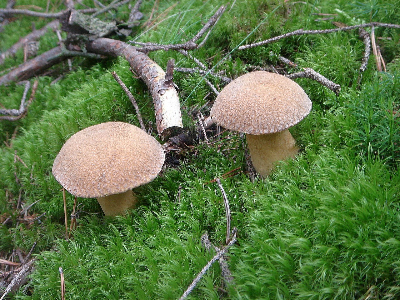 mushrooms forest nature free photo