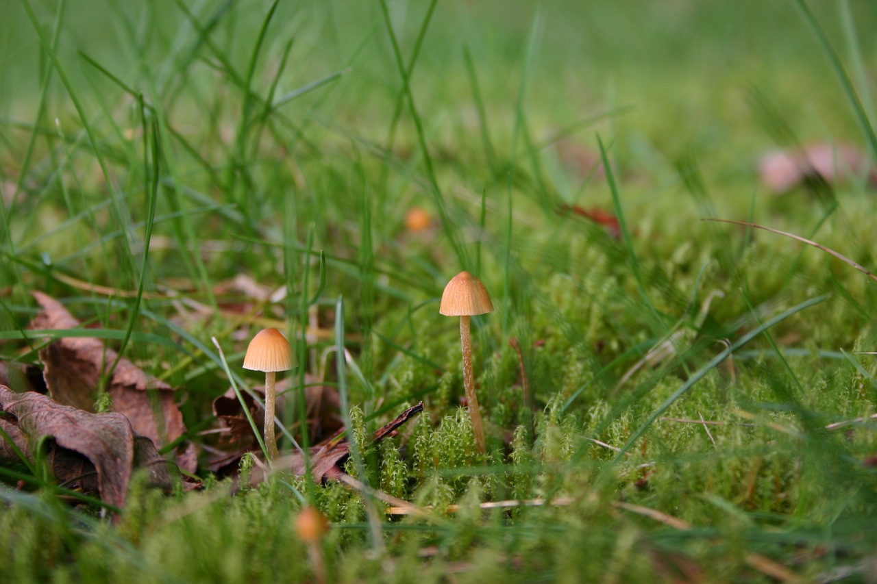 mushrooms green nature free photo