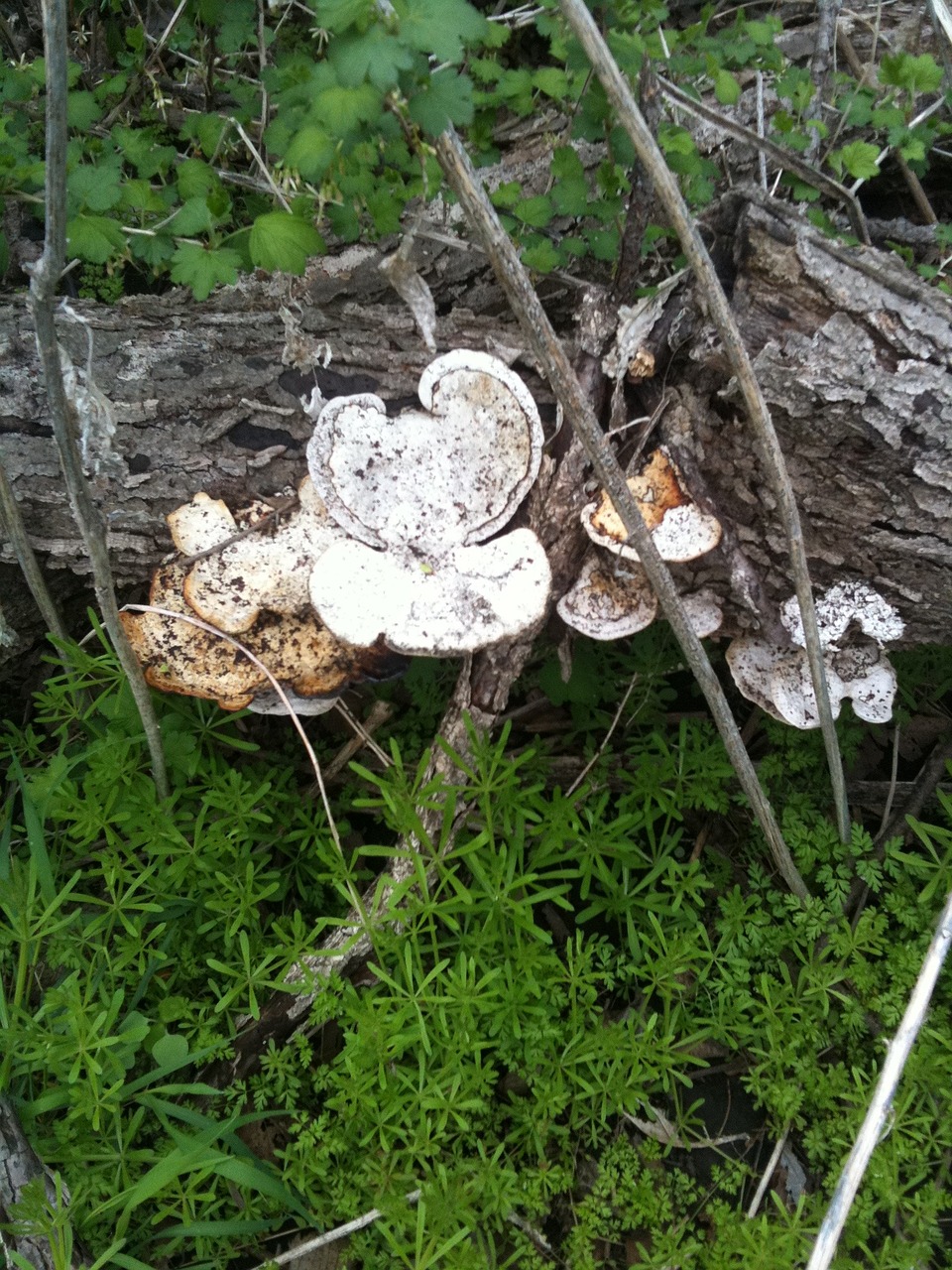 mushrooms tree bark free photo