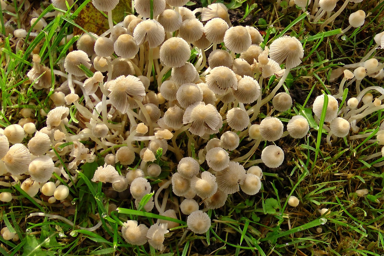 mushrooms meadow grass free photo