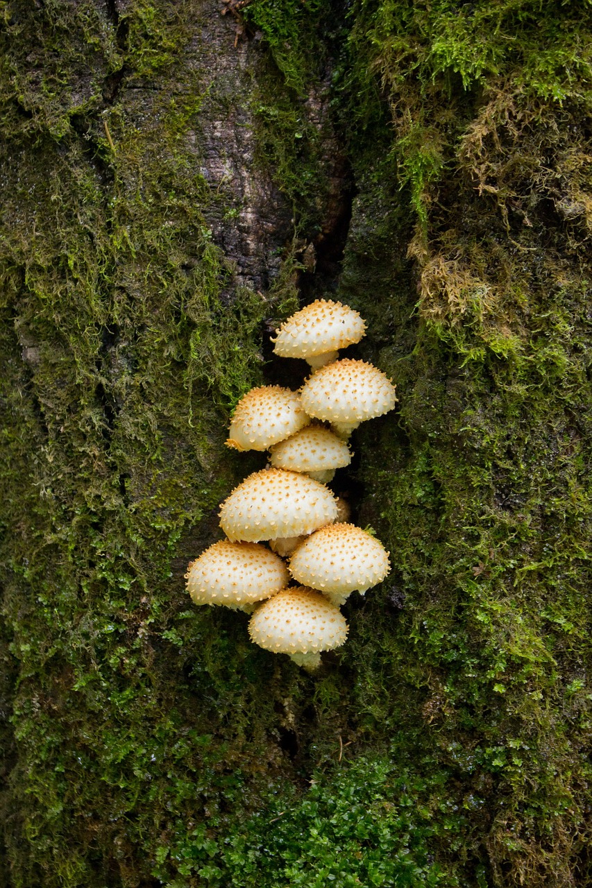 mushrooms grebes moss free photo