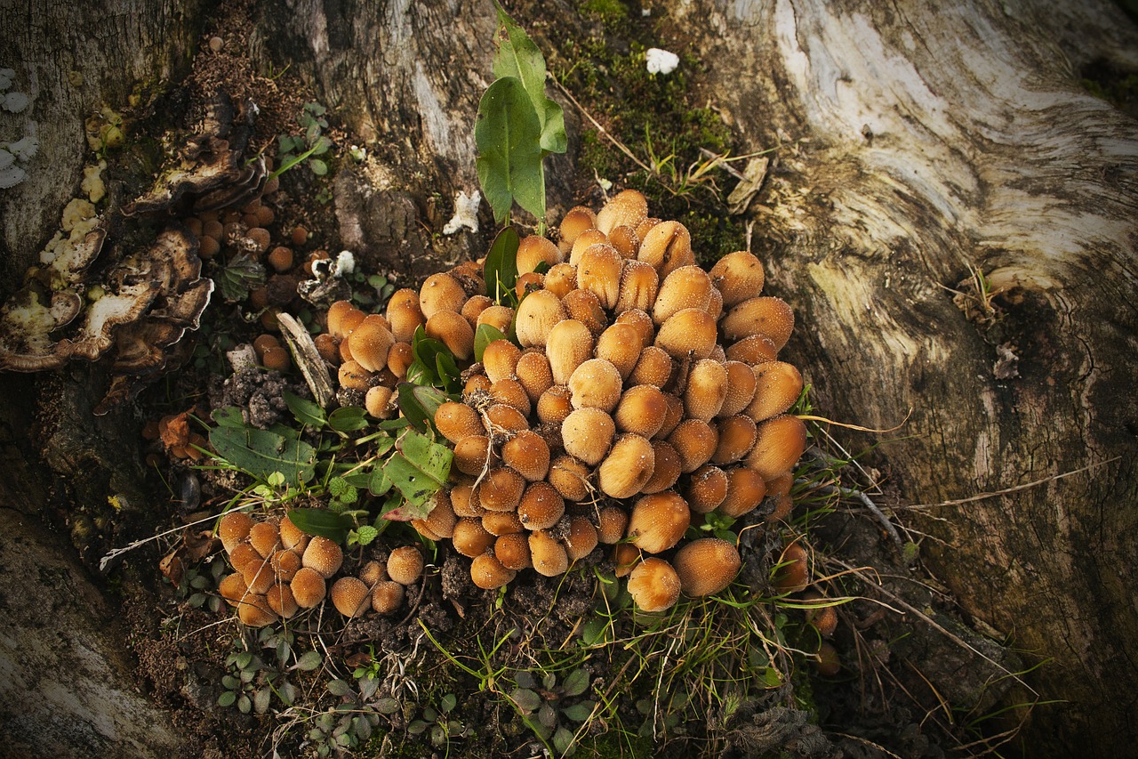 mushrooms forest autumn free photo