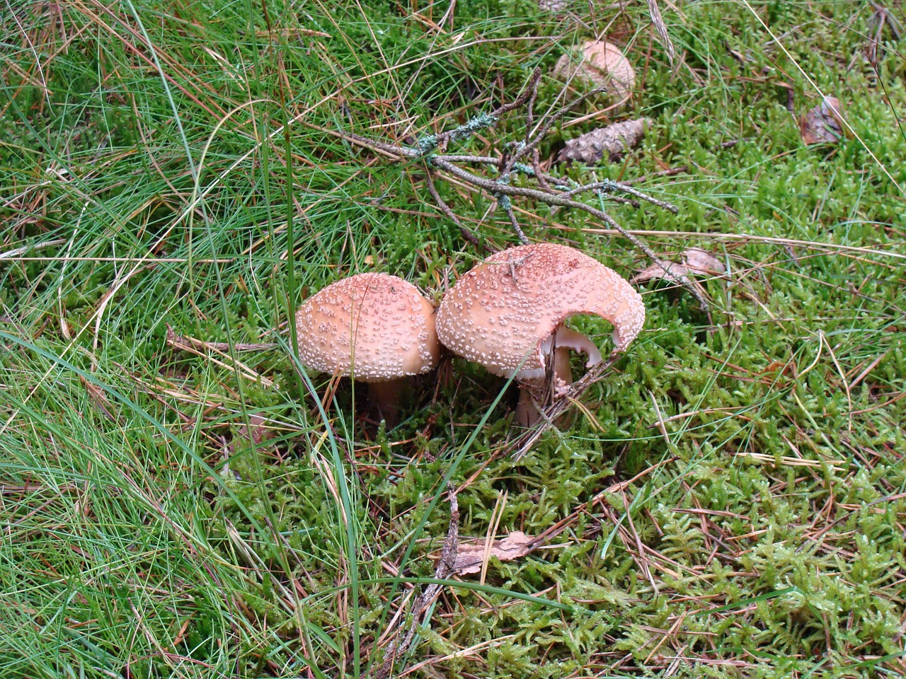 mushrooms flora forest free photo