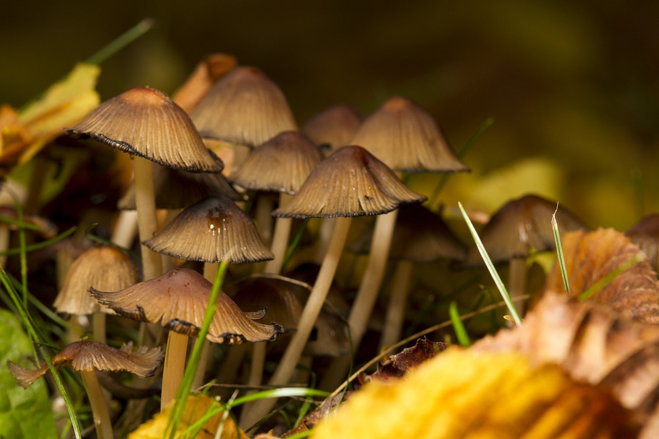 mushrooms nature spores free photo