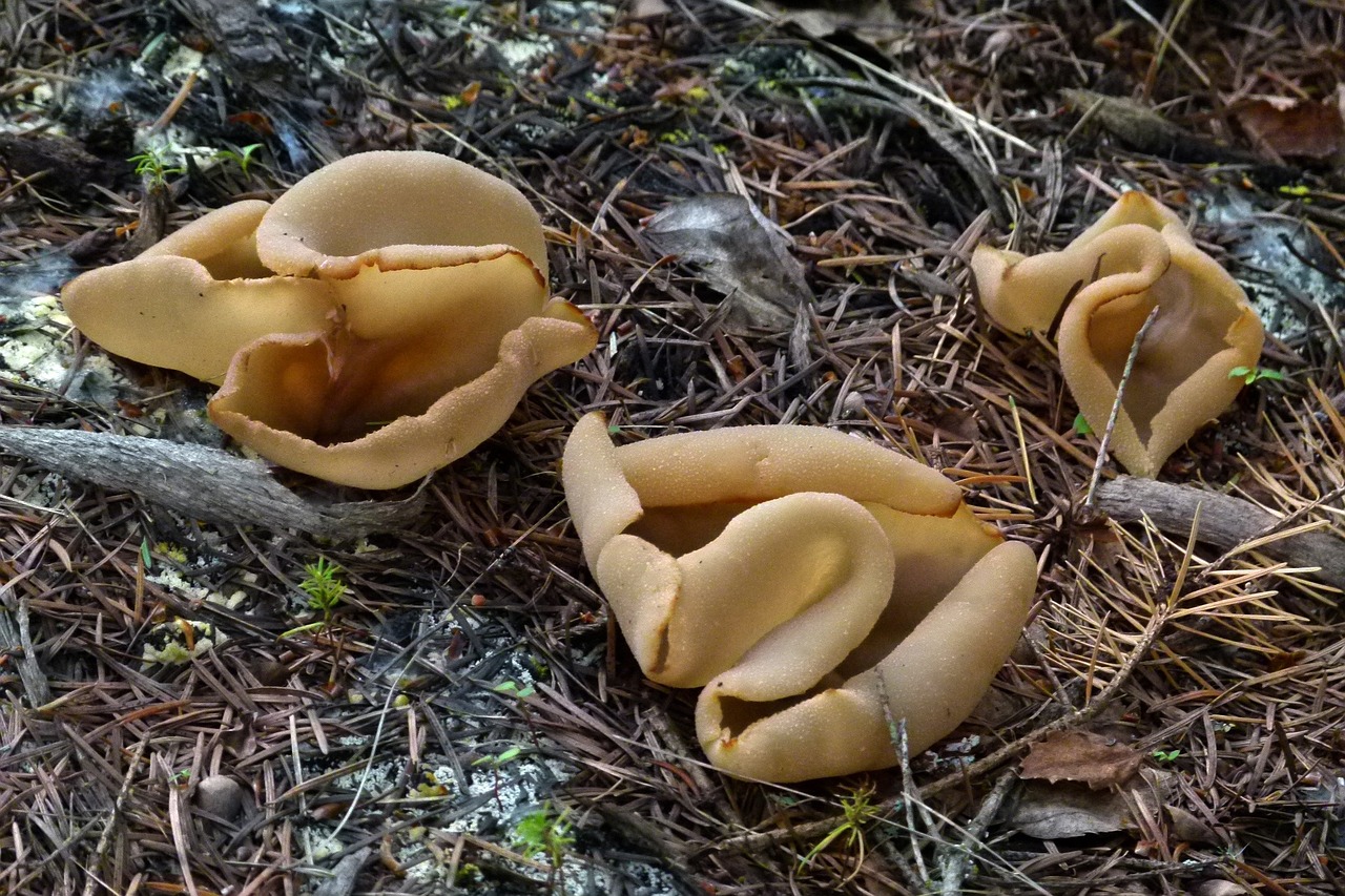 mushrooms fungii fungi free photo