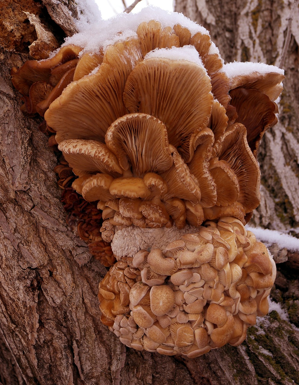 mushrooms fungi wild free photo