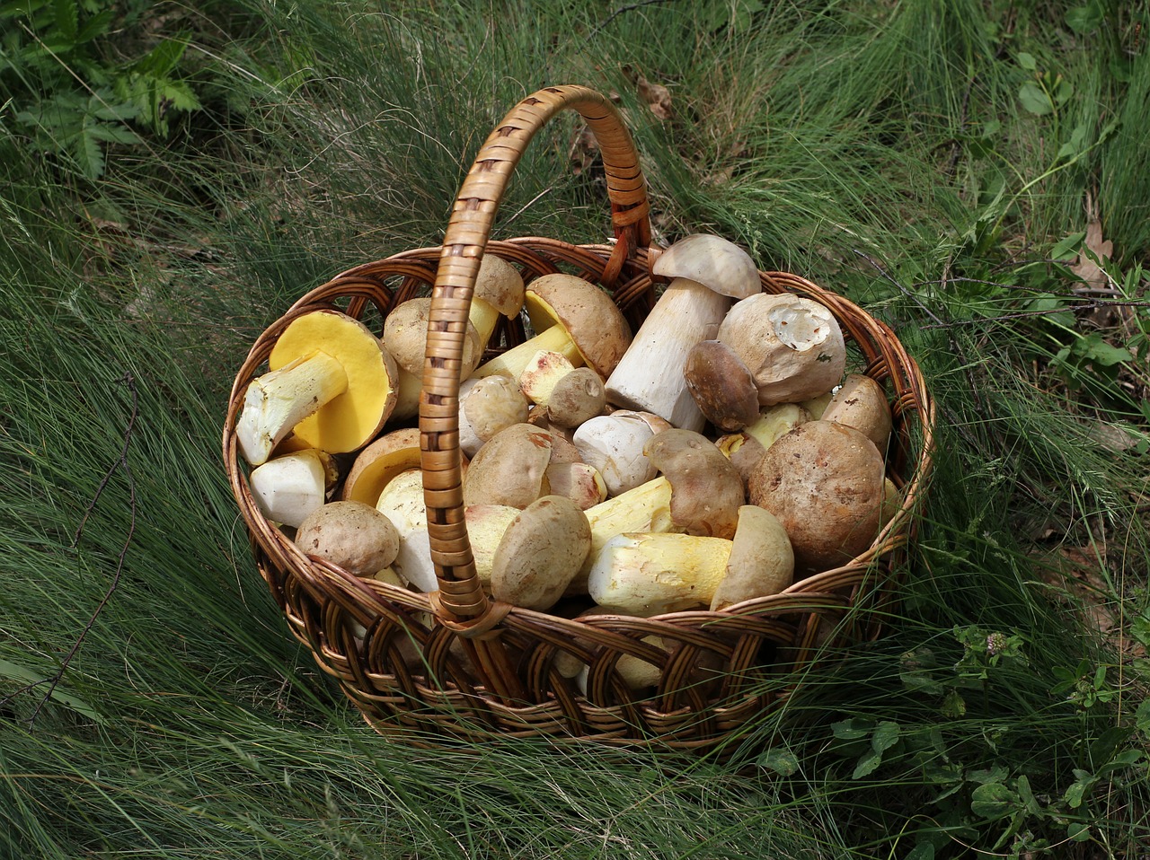 mushrooms basket porcini free photo