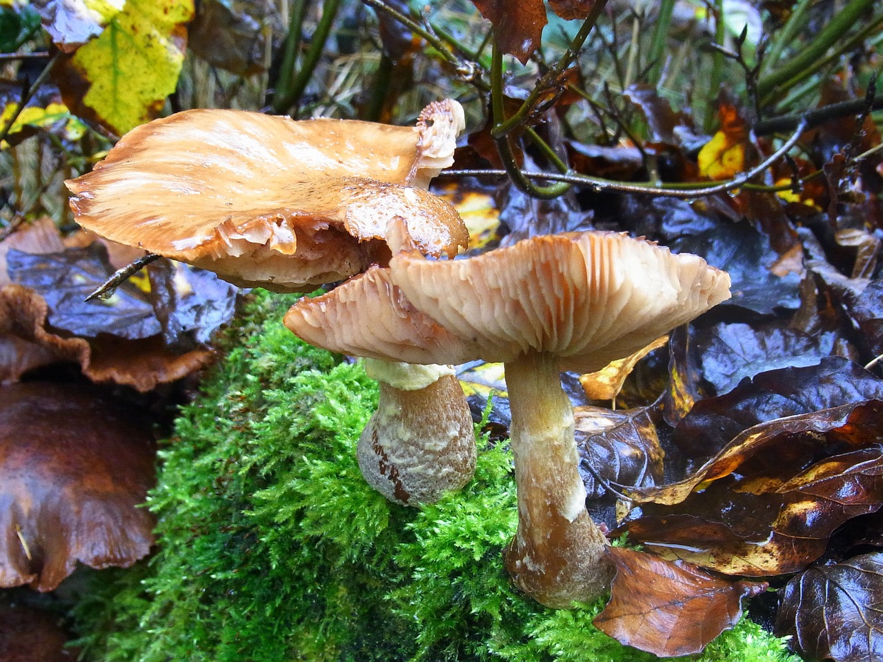 mushrooms forest plant free photo