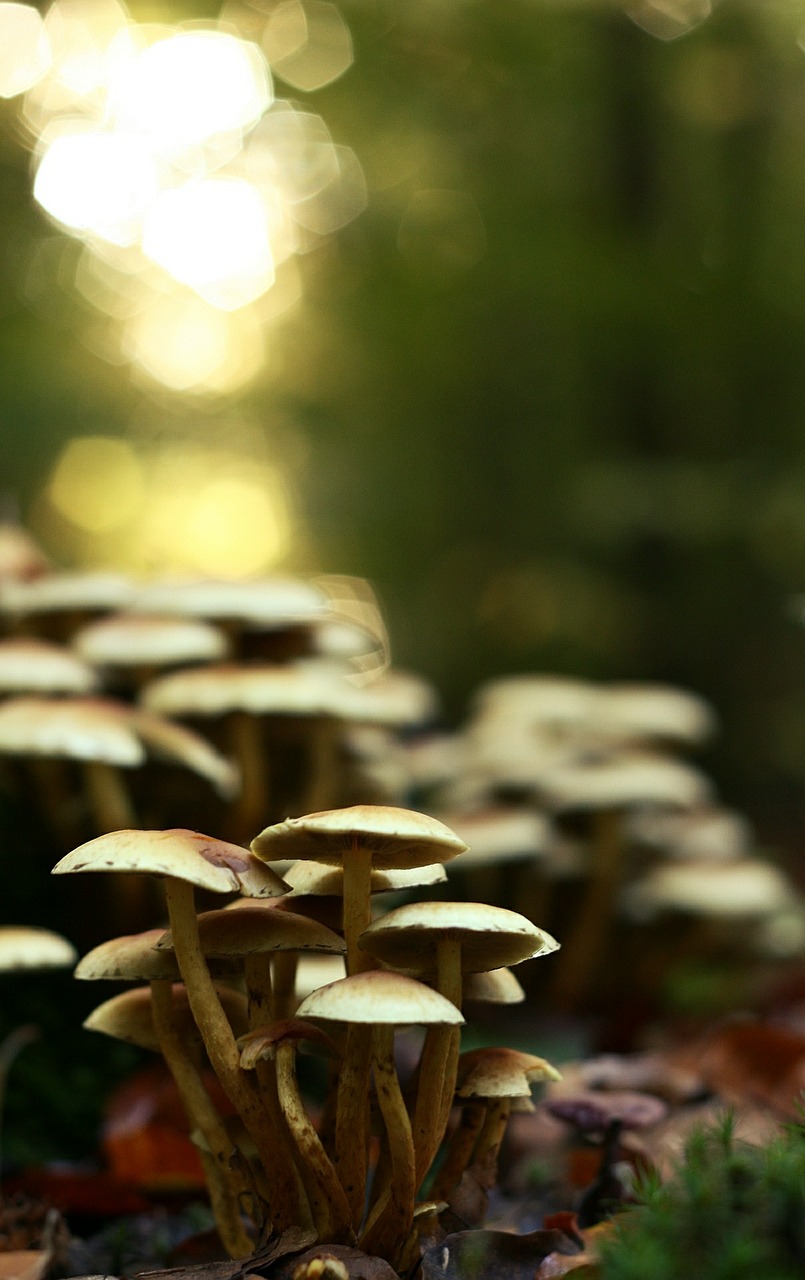 mushrooms forest autumn free photo