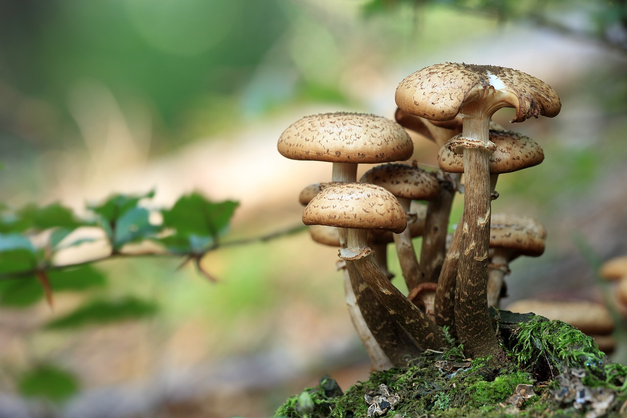 mushrooms opieńki forest free photo