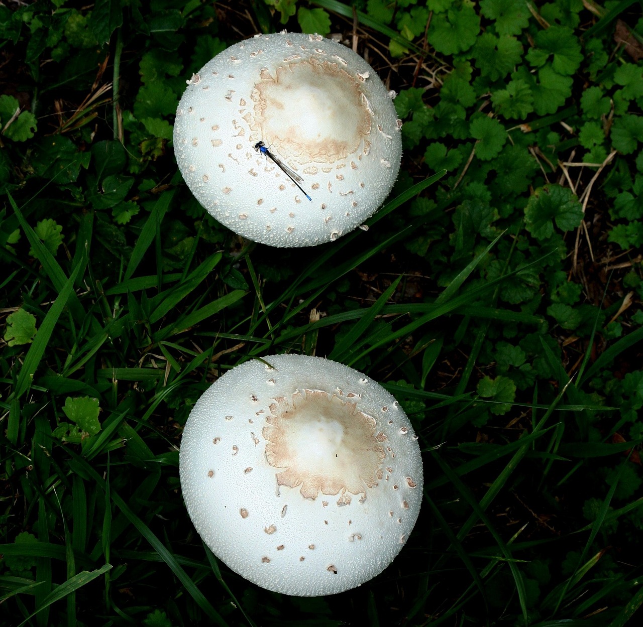 mushrooms fungus toadstool free photo