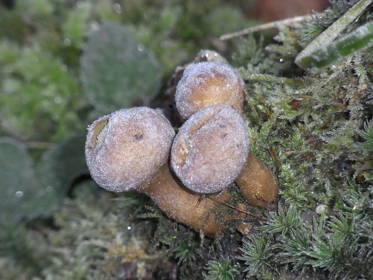 mushrooms plant nature free photo