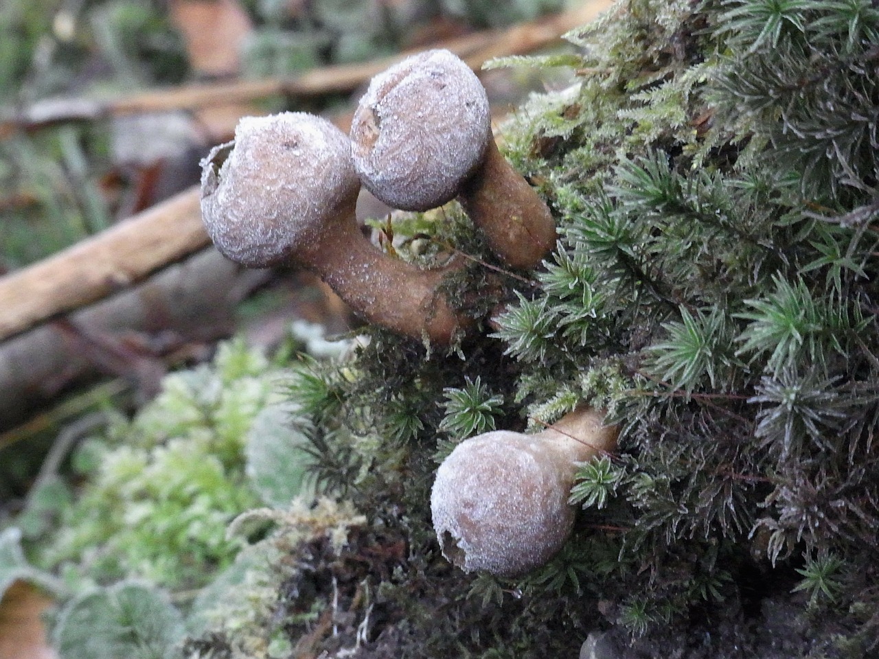 mushrooms plant nature free photo