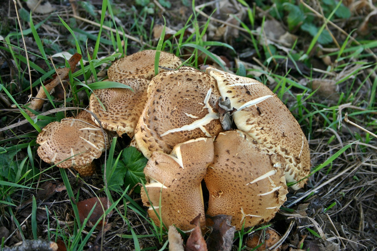 mushrooms autumn grass free photo