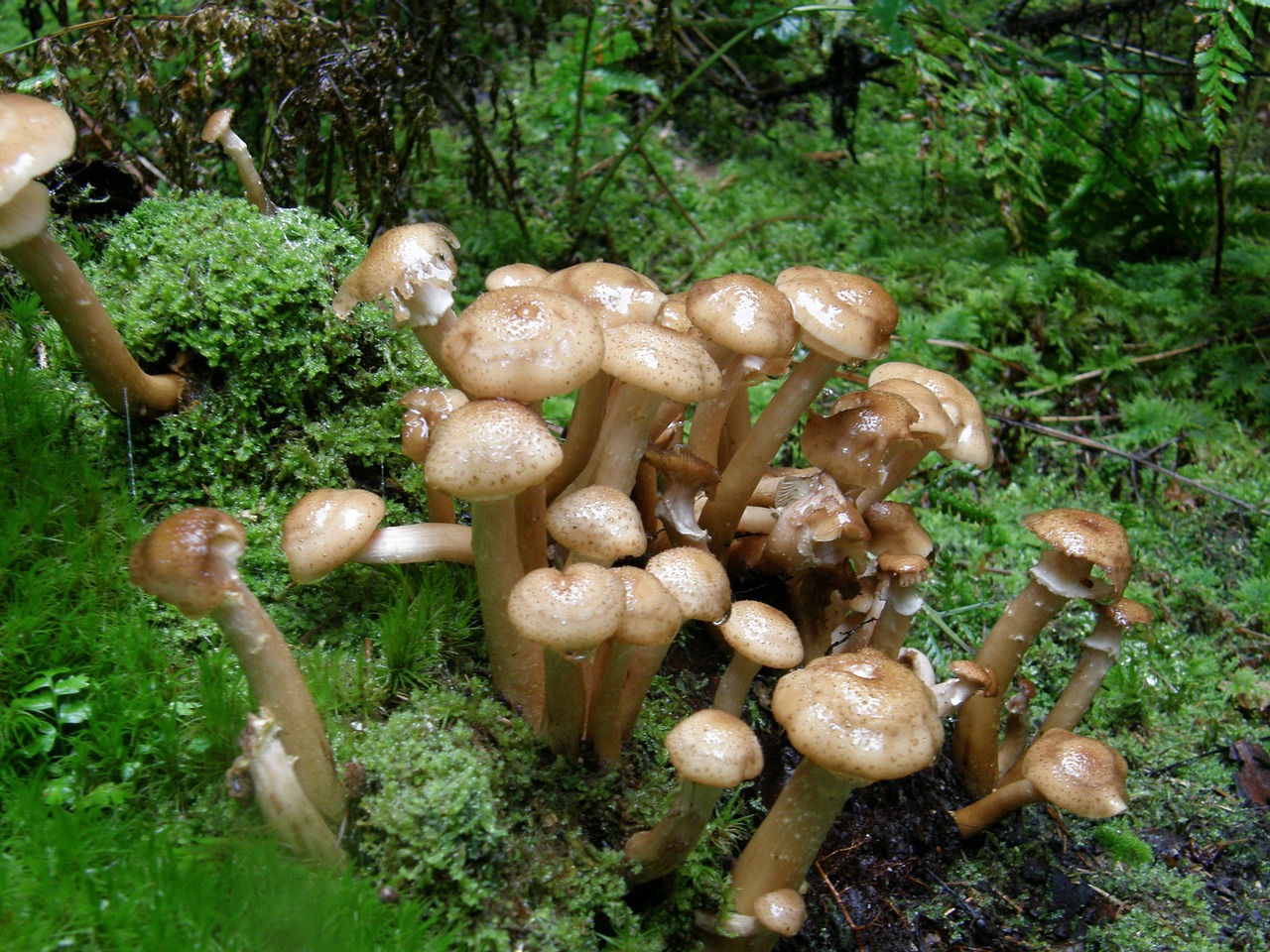 mushrooms forest moss free photo