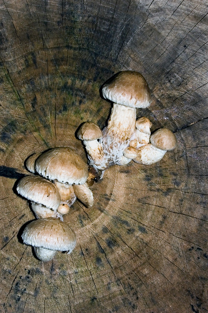 mushrooms tree tree fungus free photo