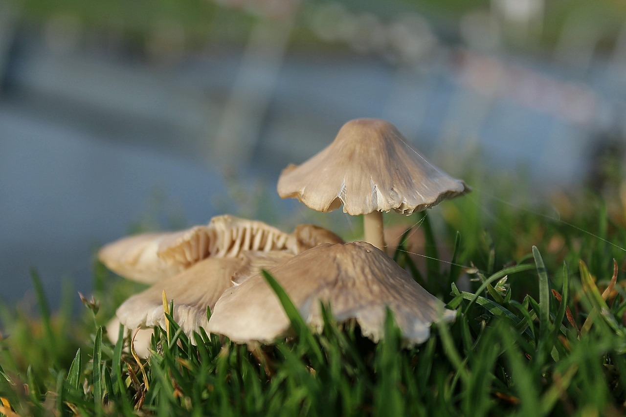 mushrooms boletes fungi free photo