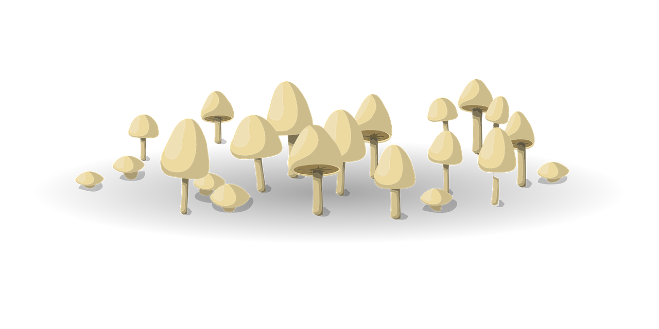 mushrooms vegetable food free photo