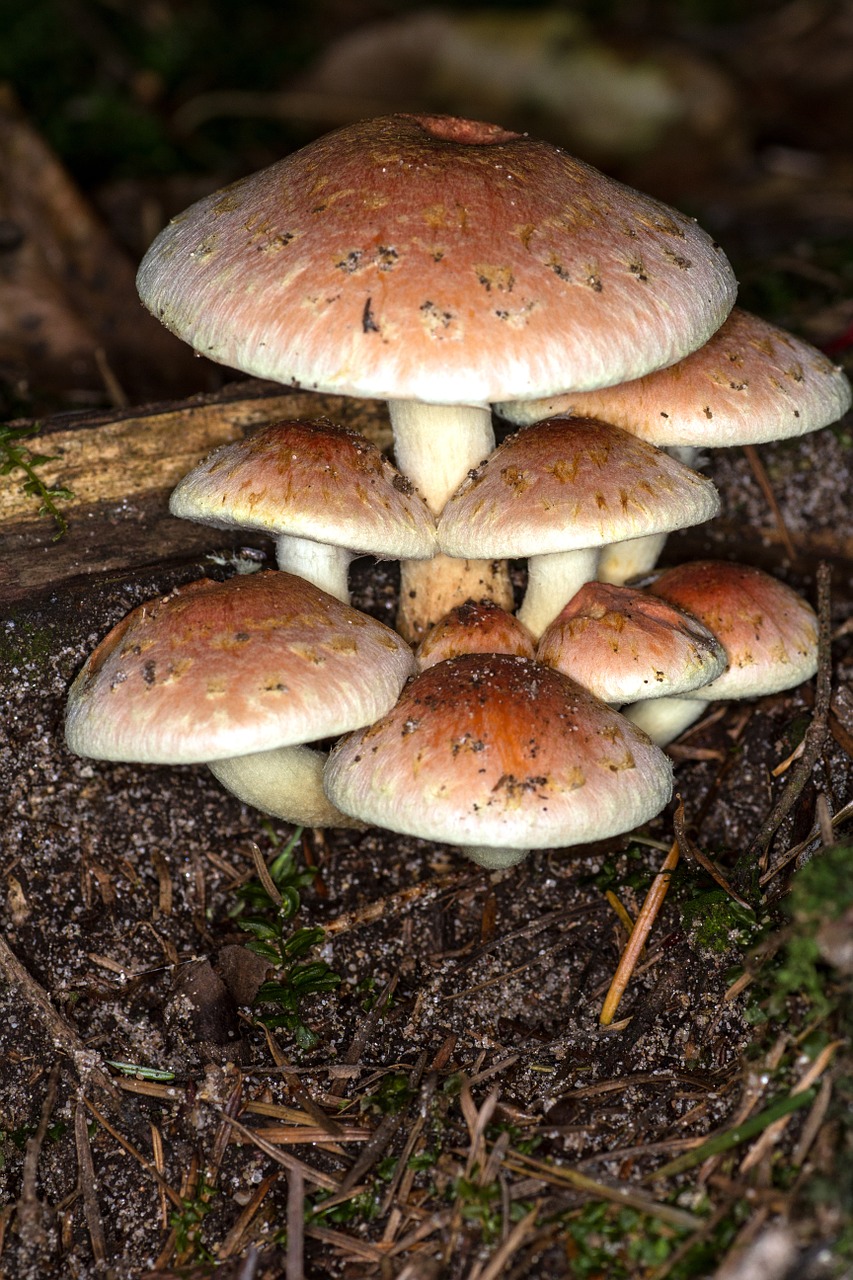 mushrooms group macro free photo