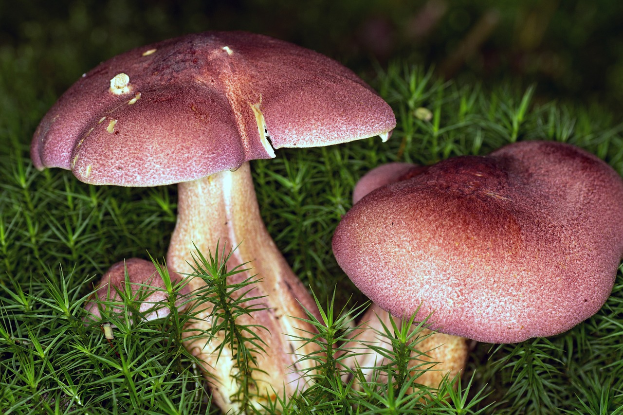 mushrooms forest moss free photo