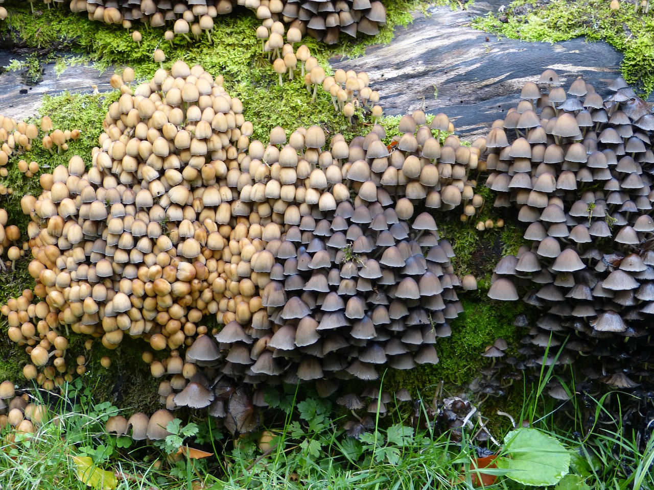 mushrooms plant tree stump free photo