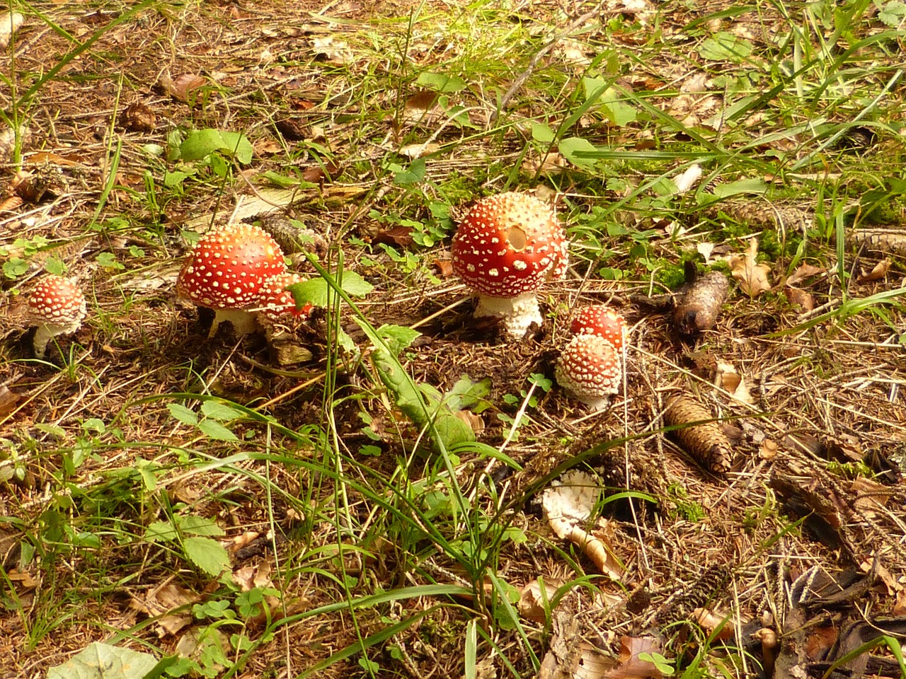 mushrooms matryoshka toxic free photo
