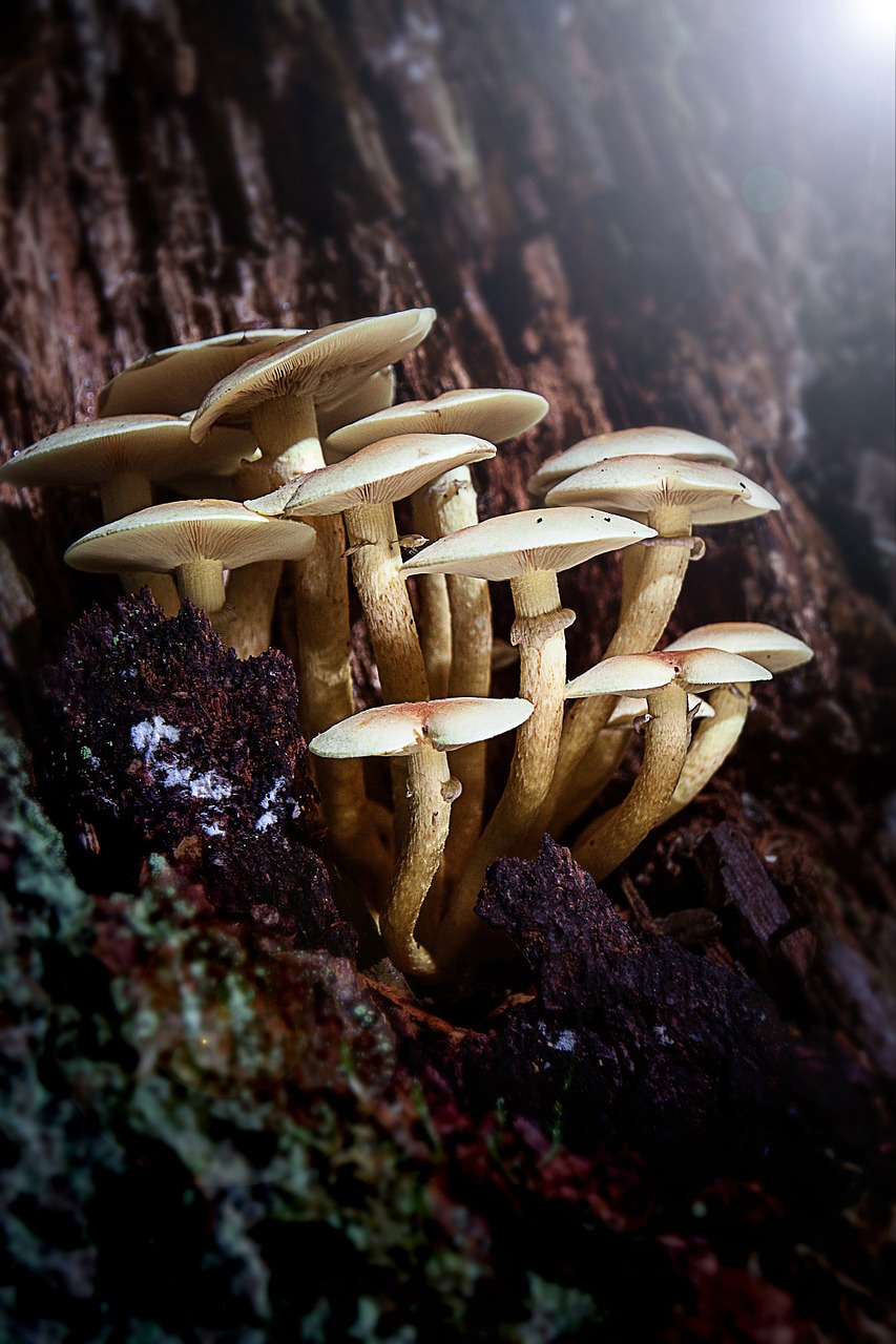 mushrooms tree forest free photo
