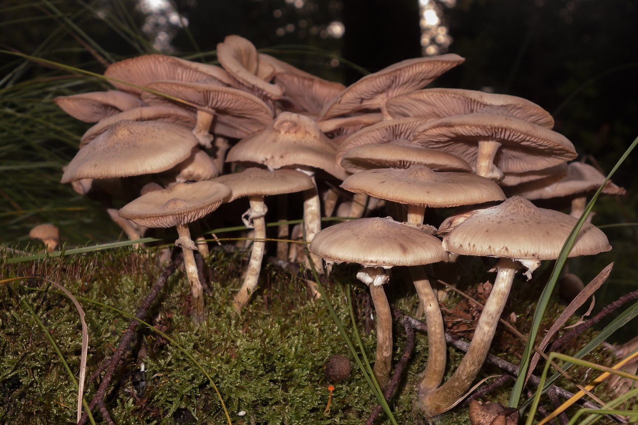 mushrooms hat autumn free photo