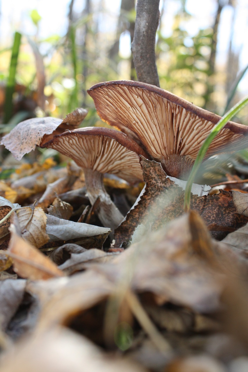 mushrooms autumn nature free photo