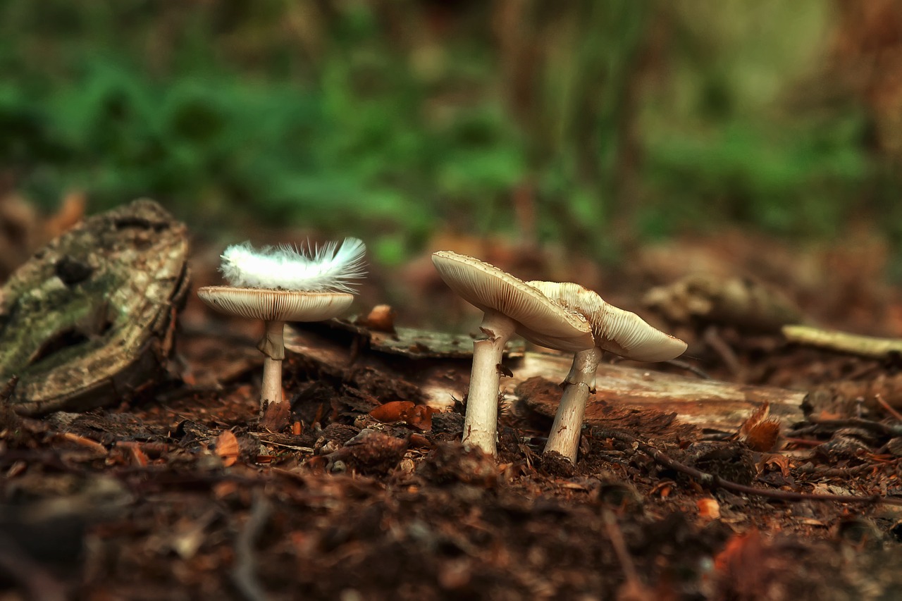 mushrooms forest feather free photo