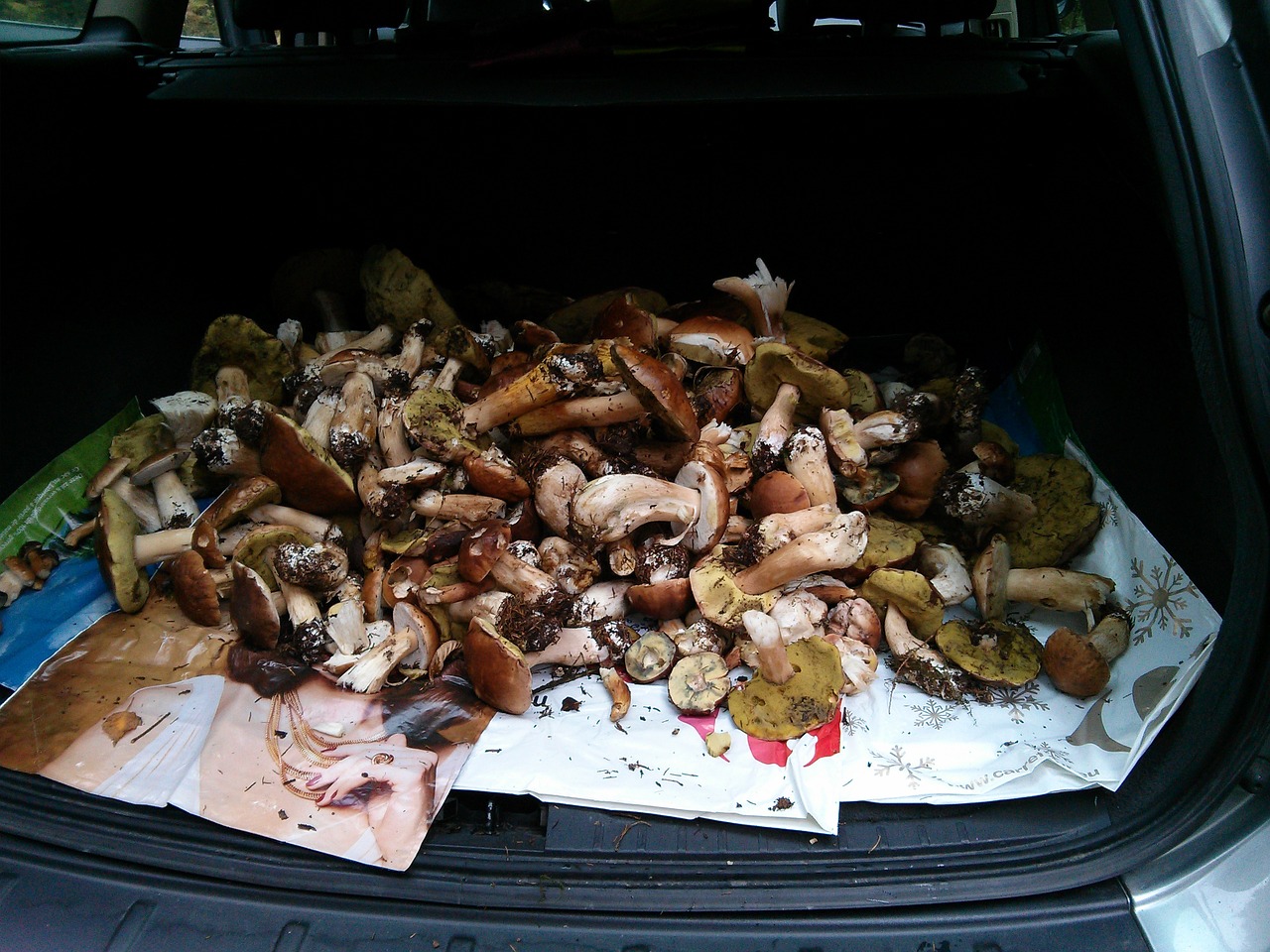 mushrooms boletus ceps free photo