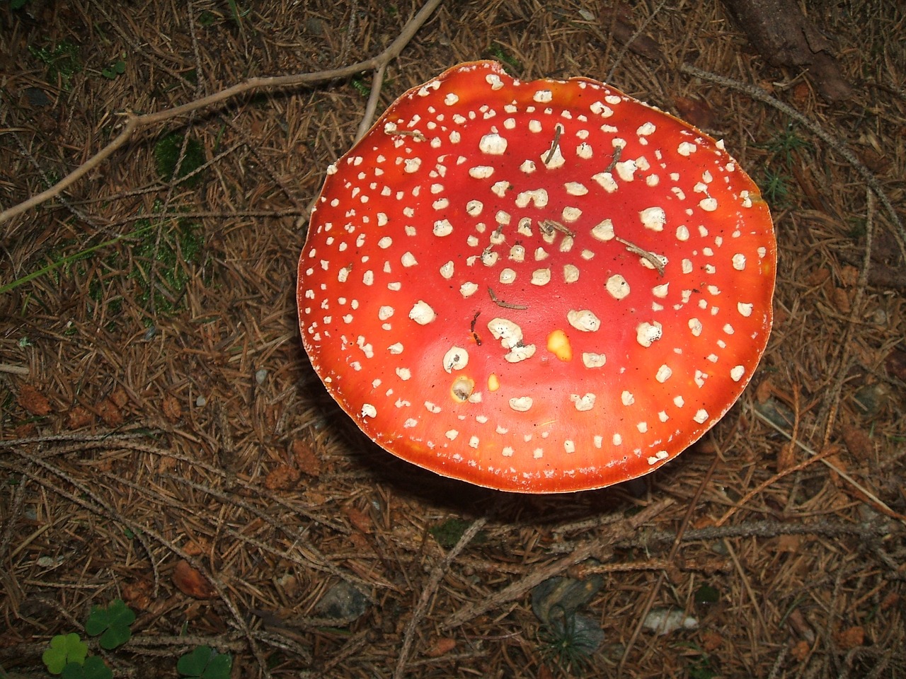 mushrooms toadstool toxic free photo