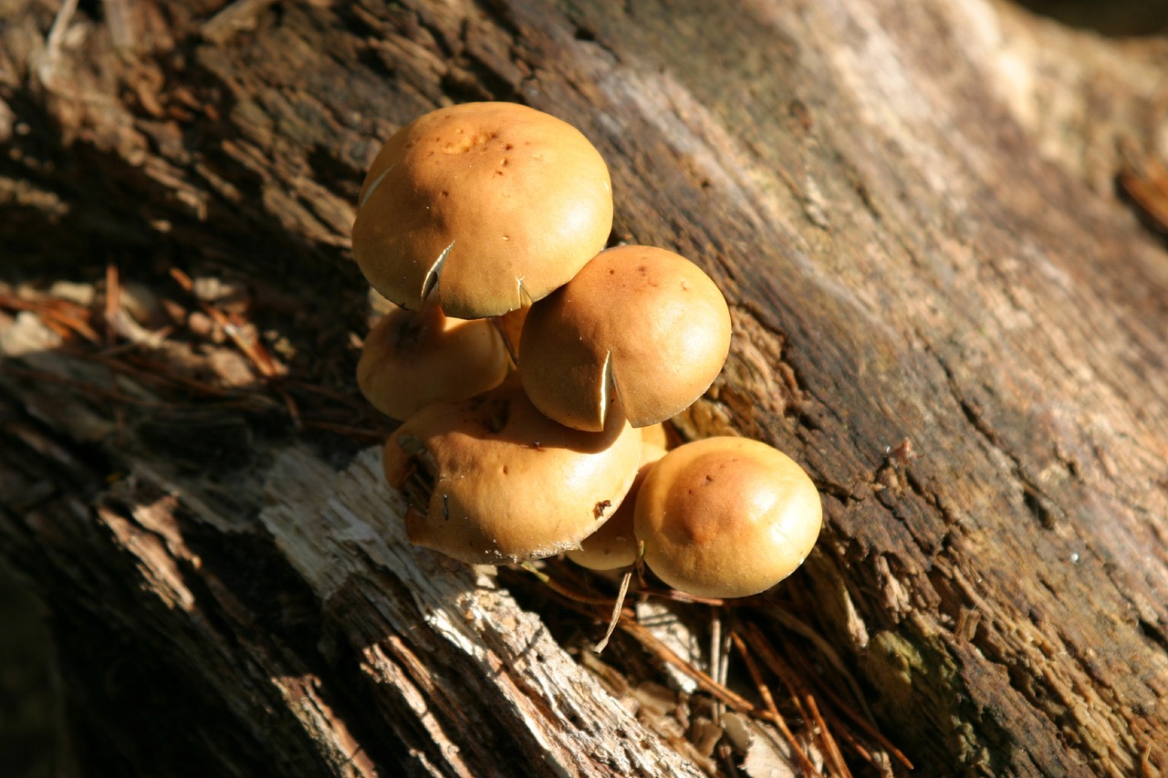 mushrooms tree autumn free photo