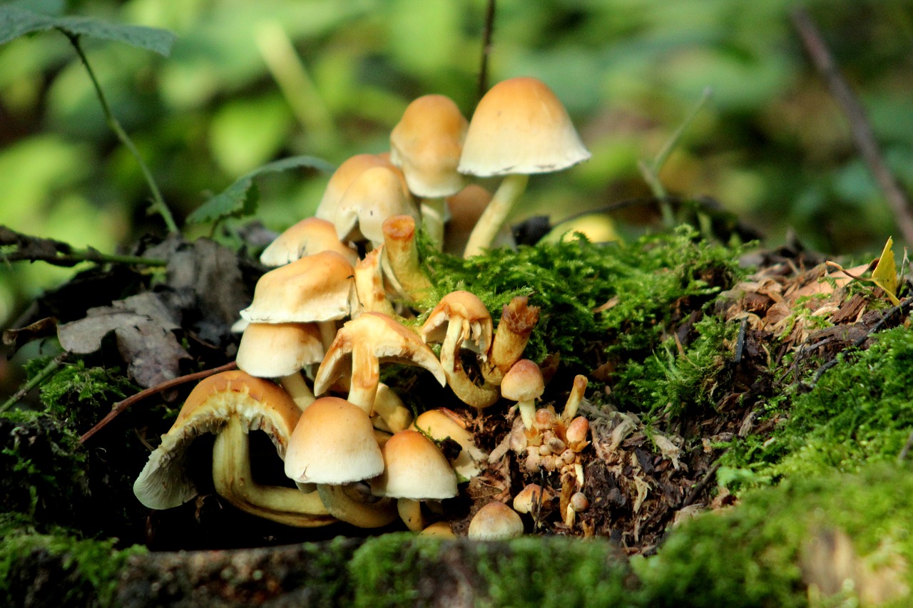 mushrooms forest autumn free photo